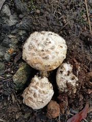Amanita ochrophylloides
