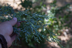 Cupressus stephensonii