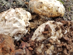 Amanita ochrophylloides