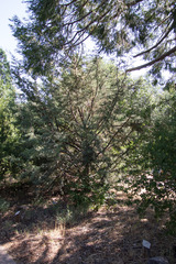 Cupressus stephensonii