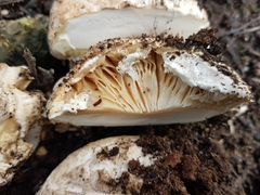 Amanita ochrophylloides