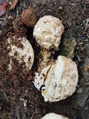 Amanita ochrophylloides