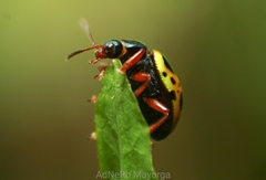 Calligrapha fulvipes