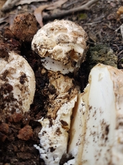 Amanita ochrophylloides