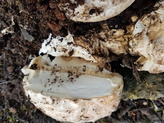 Amanita ochrophylloides