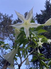 Brugmansia arborea