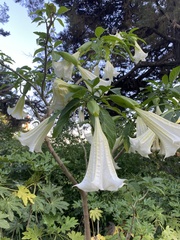Brugmansia arborea