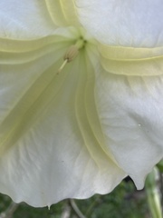 Brugmansia arborea