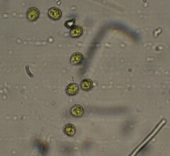 Oocystis