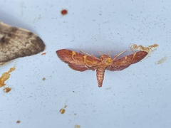 Hypsopygia rubidalis