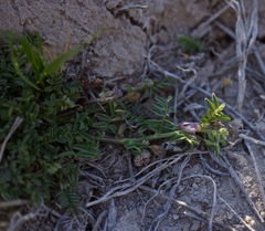 Astragalus lemmonii
