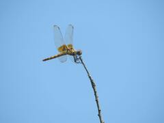 Urothemis signata insignata