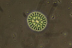 Pseudopediastrum boryanum