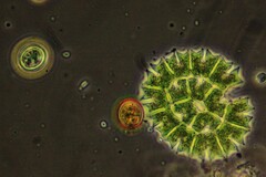 Pseudopediastrum boryanum