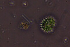 Pseudopediastrum boryanum