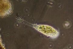 Ancystropodium maupasi