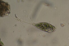 Ancystropodium maupasi