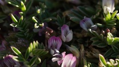 Astragalus lemmonii