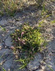 Astragalus lemmonii