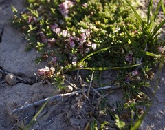 Astragalus lemmonii