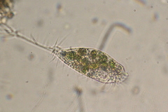 Ancystropodium maupasi