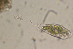 Ancystropodium maupasi