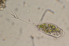 Ancystropodium maupasi