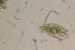 Ancystropodium maupasi