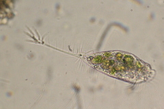 Ancystropodium maupasi