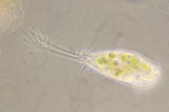 Ancystropodium maupasi