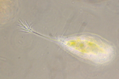 Ancystropodium maupasi