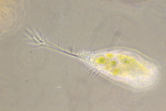 Ancystropodium maupasi