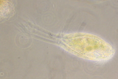 Ancystropodium maupasi