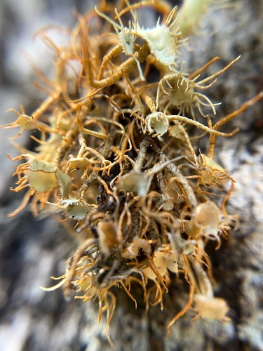 Usnea rubicunda, 2022-06-26