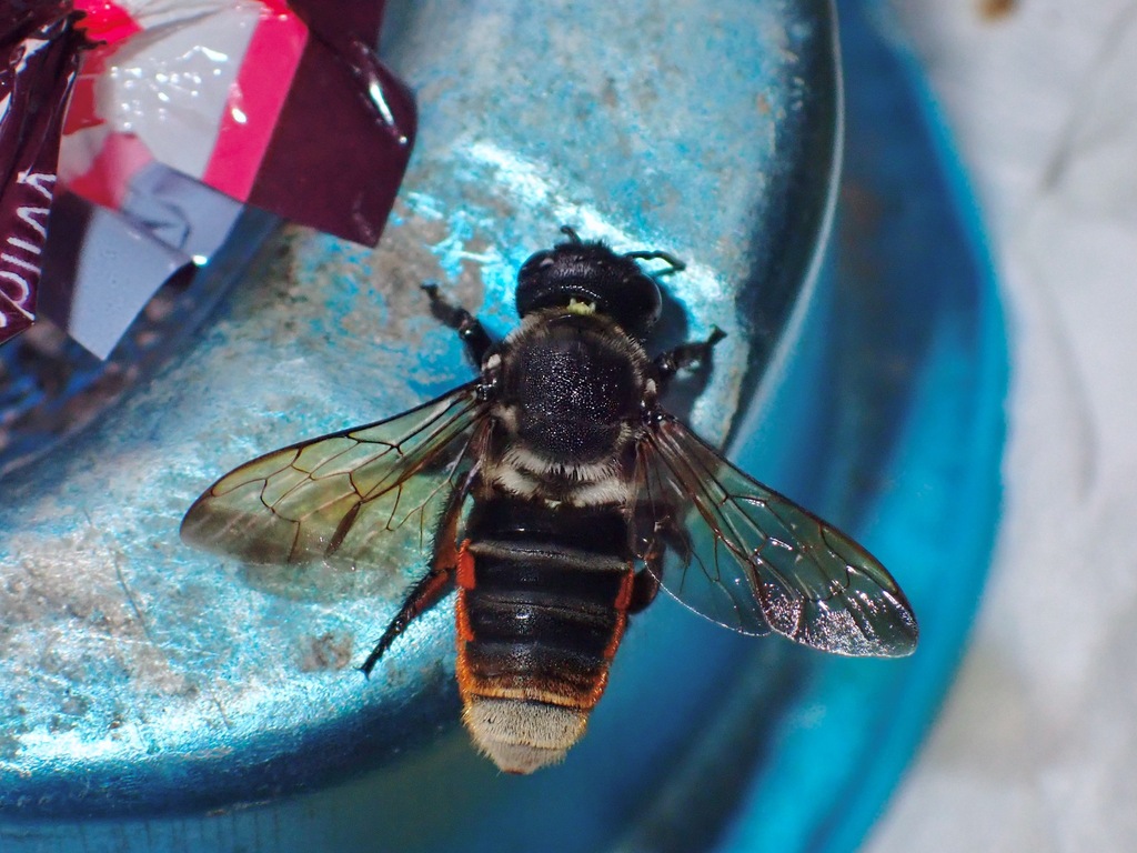 Megachile ornata