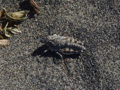 Trimerotropis arenacea