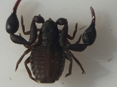 Nesochernes gracilis