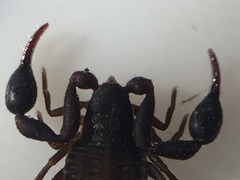 Nesochernes gracilis