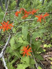 Silene fulgens