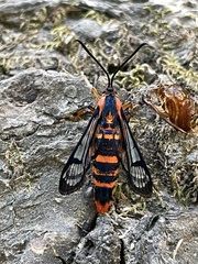 Synanthedon novaroensis