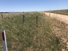 Acanthocladium dockeri