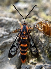 Synanthedon novaroensis