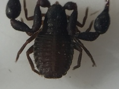 Nesochernes gracilis