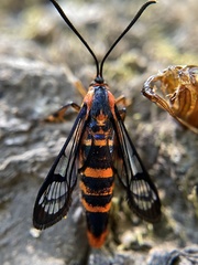 Synanthedon novaroensis