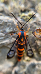 Synanthedon novaroensis