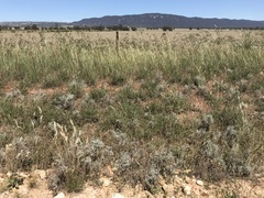 Acanthocladium dockeri