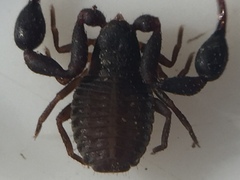 Nesochernes gracilis