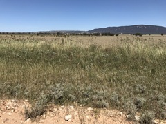 Acanthocladium dockeri