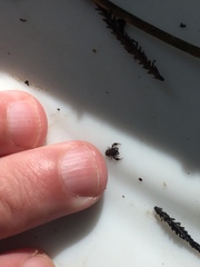 Nesochernes gracilis