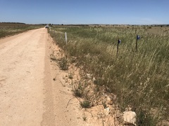 Acanthocladium dockeri